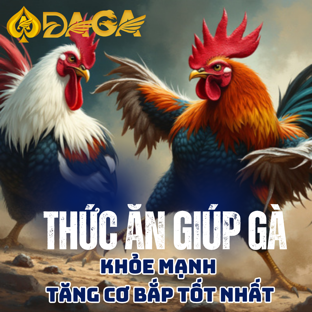 Thức Ăn Giúp Gà Khỏe Mạnh Và Tăng Cơ Bắp Tốt Nhất Cho Đá Gà