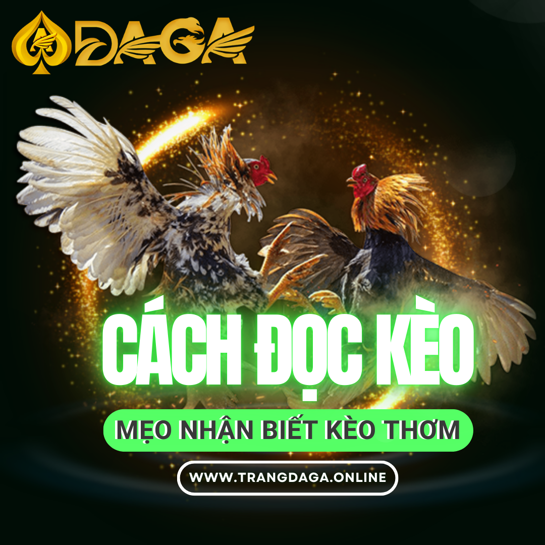 Cách Đọc Kèo và Mẹo Nhận Biết Kèo Thơm Khi Cá Cược Đá Gà