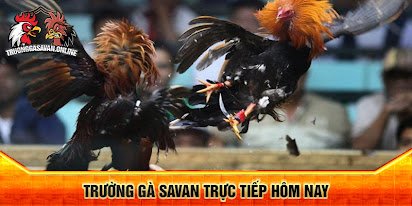 Trường Gà DAGA Nổi Tiếng Nhất Đông Nam Á & Cách Tham Gia